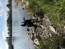 ADAM, Hund, Mischlingshund in Berlin - Bild 10