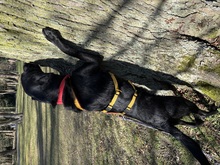 ADAM, Hund, Mischlingshund in Berlin - Bild 11