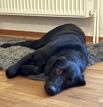 ADAM, Hund, Mischlingshund in Berlin - Bild 2