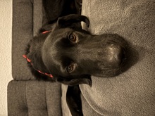 ADAM, Hund, Mischlingshund in Berlin - Bild 3