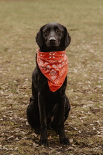 ADAM, Hund, Mischlingshund in Berlin - Bild 4
