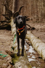 ADAM, Hund, Mischlingshund in Berlin - Bild 5