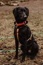 ADAM, Hund, Mischlingshund in Berlin - Bild 6