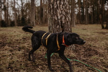ADAM, Hund, Mischlingshund in Berlin - Bild 7