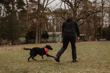 ADAM, Hund, Mischlingshund in Berlin - Bild 8