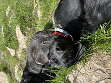 ADAM, Hund, Mischlingshund in Berlin - Bild 9