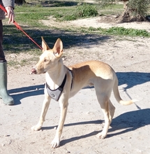 TRIGO, Hund, Podenco-Mix in Spanien - Bild 10