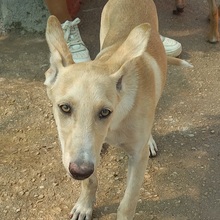 TRIGO, Hund, Podenco-Mix in Spanien - Bild 13