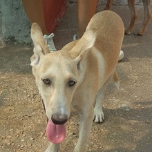 TRIGO, Hund, Podenco-Mix in Spanien - Bild 15