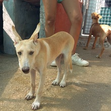 TRIGO, Hund, Podenco-Mix in Spanien - Bild 16