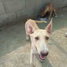 TRIGO, Hund, Podenco-Mix in Spanien - Bild 19