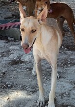 TRIGO, Hund, Podenco-Mix in Spanien - Bild 2