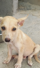 TRIGO, Hund, Podenco-Mix in Spanien - Bild 23