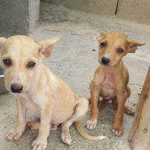 TRIGO, Hund, Podenco-Mix in Spanien - Bild 24