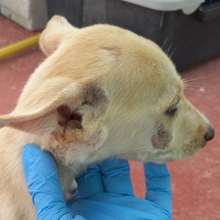 TRIGO, Hund, Podenco-Mix in Spanien - Bild 25