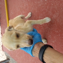TRIGO, Hund, Podenco-Mix in Spanien - Bild 26