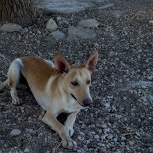 TRIGO, Hund, Podenco-Mix in Spanien - Bild 27