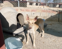 TRIGO, Hund, Podenco-Mix in Spanien - Bild 28
