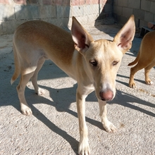 TRIGO, Hund, Podenco-Mix in Spanien - Bild 30
