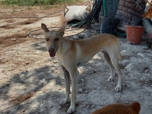 TRIGO, Hund, Podenco-Mix in Spanien - Bild 31