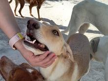 TRIGO, Hund, Podenco-Mix in Spanien - Bild 4