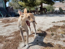 TRIGO, Hund, Podenco-Mix in Spanien - Bild 7
