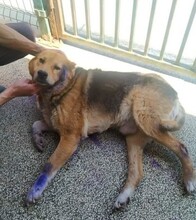 FRANKY, Hund, Mischlingshund in Russische Föderation - Bild 1
