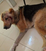 FRANKY, Hund, Mischlingshund in Russische Föderation - Bild 2