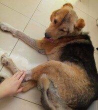FRANKY, Hund, Mischlingshund in Russische Föderation - Bild 3