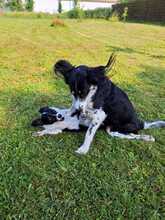 ORCHEVI, Hund, Mischlingshund in Berlin - Bild 2