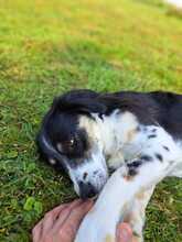 ORCHEVI, Hund, Mischlingshund in Berlin - Bild 3