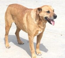 JANKO, Hund, Mischlingshund in Rumänien - Bild 1