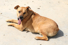 JANKO, Hund, Mischlingshund in Rumänien - Bild 2