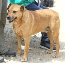 JANKO, Hund, Mischlingshund in Rumänien - Bild 3