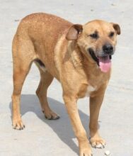 JANKO, Hund, Mischlingshund in Rumänien - Bild 4