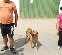 JANKO, Hund, Mischlingshund in Rumänien - Bild 5