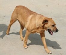 JANKO, Hund, Mischlingshund in Rumänien - Bild 6