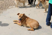 JANKO, Hund, Mischlingshund in Rumänien - Bild 7