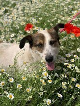BELCHO, Hund, Mischlingshund in Bulgarien - Bild 1