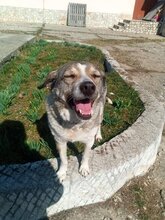 SIVKA, Hund, Mischlingshund in Bulgarien - Bild 3
