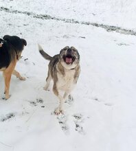 SIVKA, Hund, Mischlingshund in Bulgarien - Bild 4
