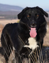 ZVEZDI, Hund, Hannoverscher Schweißhund-Mix in Bulgarien