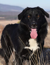 ZVEZDI, Hund, Mischlingshund in Bulgarien - Bild 1