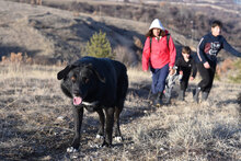 ZVEZDI, Hund, Mischlingshund in Bulgarien - Bild 2