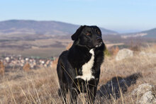 ZVEZDI, Hund, Mischlingshund in Bulgarien - Bild 3