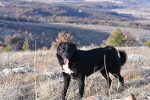 ZVEZDI, Hund, Mischlingshund in Bulgarien - Bild 4