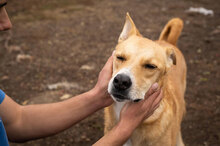 KAMIKAZE, Hund, Mischlingshund in Bulgarien - Bild 2