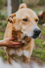 KAMIKAZE, Hund, Mischlingshund in Bulgarien - Bild 4