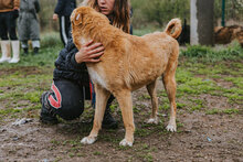 KAMIKAZE, Hund, Mischlingshund in Bulgarien - Bild 6