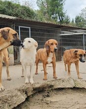 VELA, Hund, Mischlingshund in Kroatien - Bild 10